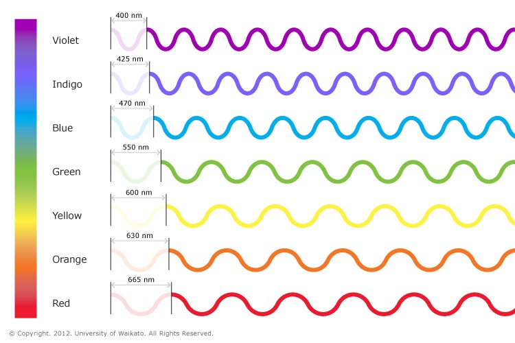 Percepção de cores em humanos e outros primatas Eu Percebo