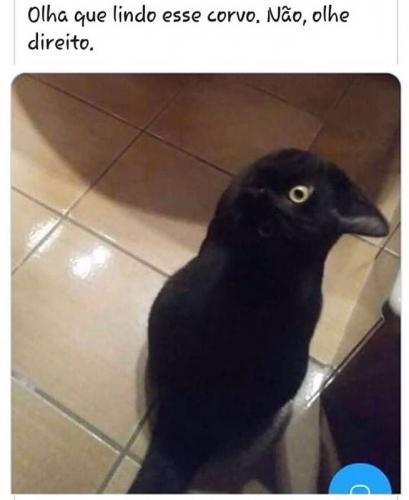gato corvo